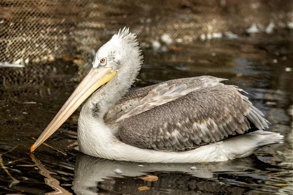 Vogel Pelikan Nahe Wasser Natur — Stockfoto