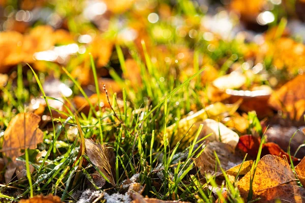 Foglie Gialle Erba Verde Neve — Foto Stock