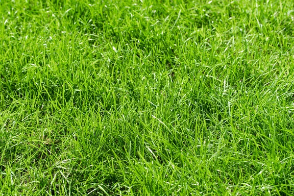 Grama Verde Com Fundo Borrado Bokeh — Fotografia de Stock