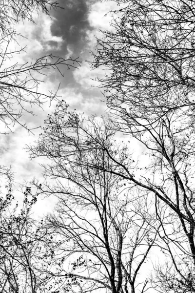 Baumzweige Silhouette Auf Weißem Hintergrund — Stockfoto