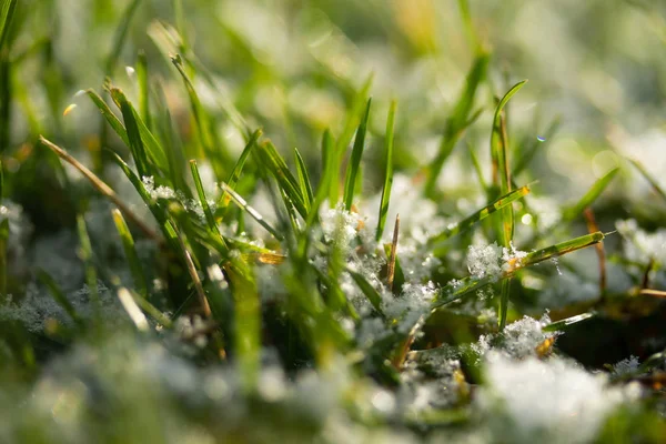 Herbe Verte Neige Fond Flou Bokeh — Photo