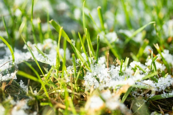 Grama Verde Neve Desfocada Fundo Bokeh — Fotografia de Stock