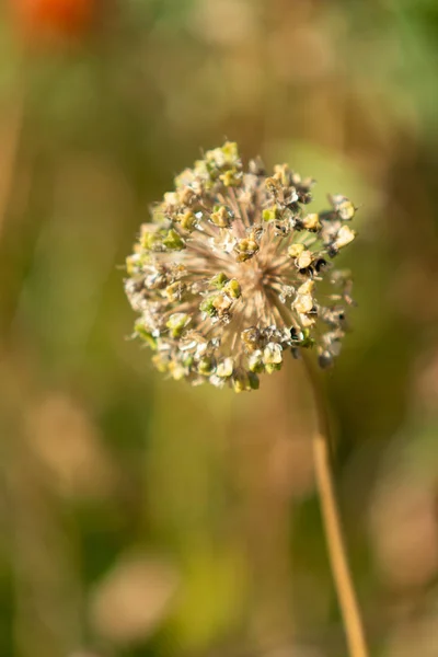 Alho Seco Flor Cabeça Natureza — Fotografia de Stock