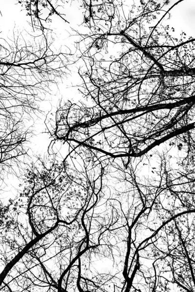 Arbre Branches Silhouette Sur Fond Blanc — Photo