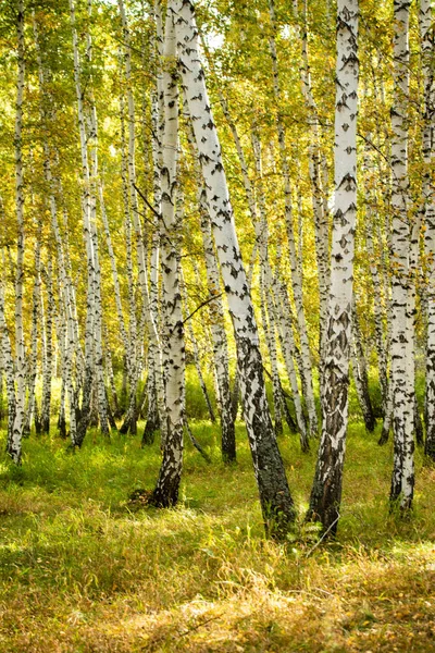 Yellow Birch Forest Late Autumn Nature Landscape — Stock Photo, Image