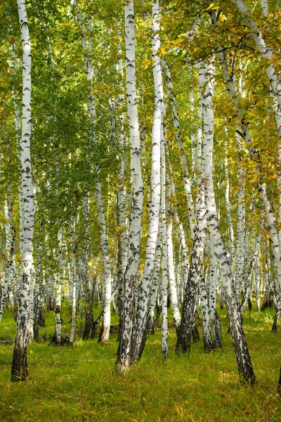 Gul Björkskog Sena Hösten Natur Landskap — Stockfoto