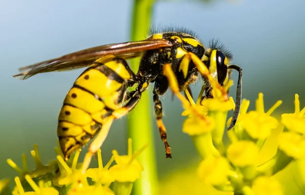 Pszczoła Żółte Jare Kwiecie — Zdjęcie stockowe
