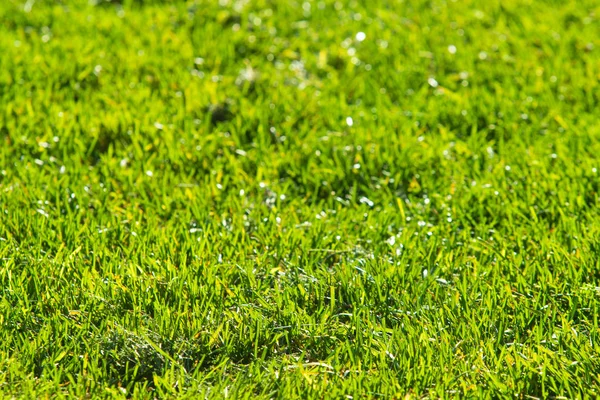 Grüner Gras Hintergrund Fokus Auf Die Mitte — Stockfoto