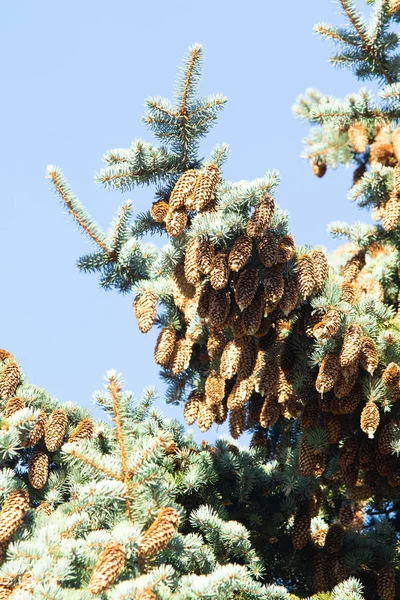 Cones Pinheiro Abeto Azul — Fotografia de Stock