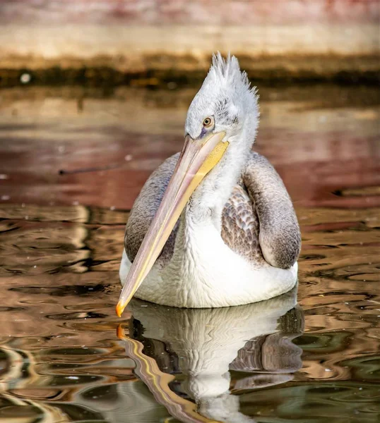 Vogel Pelikan Nahe Wasser Natur — Stockfoto