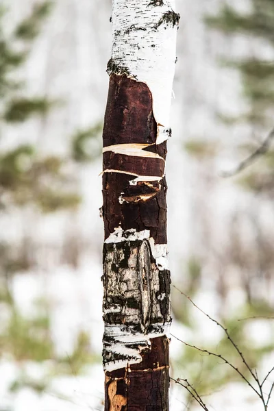 Huş Ağacı Orman Ağaç Gövdesi Yakın Kadar Kış — Stok fotoğraf