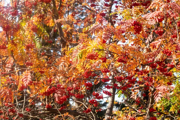 Podzimní Strom Jeřabina Světlé Barvy Přírody — Stock fotografie