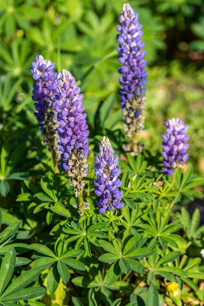 Lupinus Flores São Brilhantes Com Natureza Folhagem Verde — Fotografia de Stock