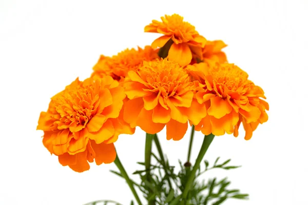 Tagetes Blommor Isolerad Vit Bakgrund — Stockfoto