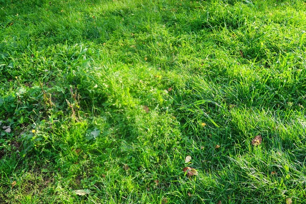 Green Grass Close Background — Stock Photo, Image