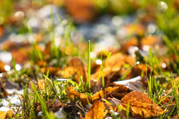 Foglie Gialle Erba Verde Neve — Foto Stock