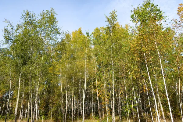 Sonbahar Orman Manzara Doğa — Stok fotoğraf