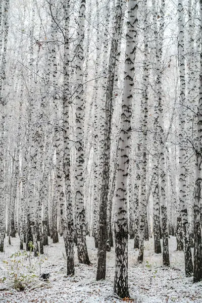 sonbahar manzara bir huş ormandaki ilk kar