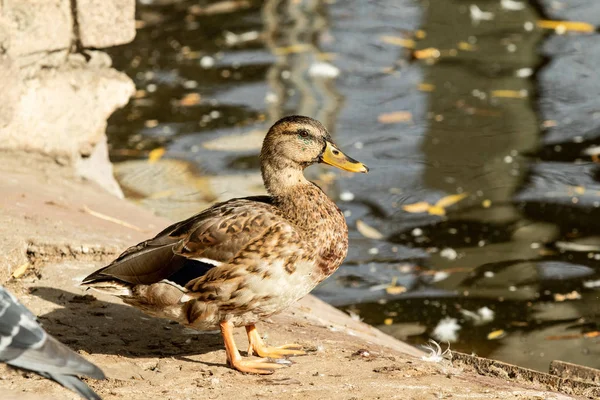 Canard Sauvage Près Nature Aquatique — Photo