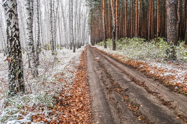 Kış ormanı boyunca yol