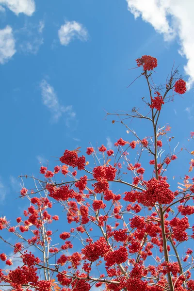 Árbol Otoño Arándano Colores Brillantes Naturaleza — Foto de Stock