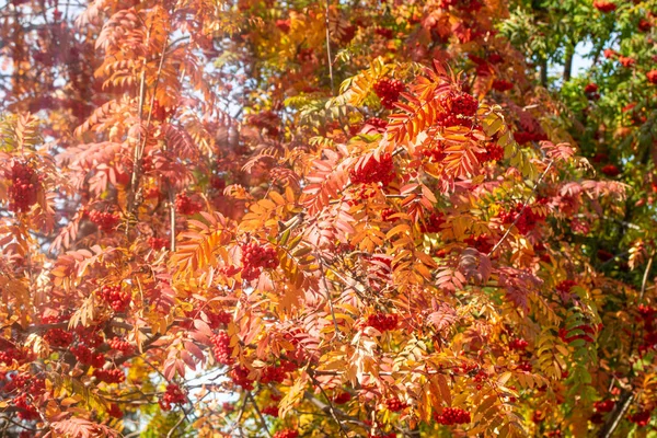 Automne Arbre Ashberry Couleurs Vives Nature — Photo