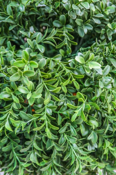 yapay bitkiler yeşil çiçekler