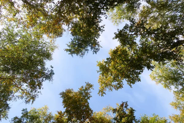 huş ağacı orman manzaralı gökyüzüne Sonbahar Doğa