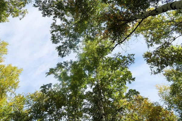 huş ağacı orman manzaralı gökyüzüne Sonbahar Doğa