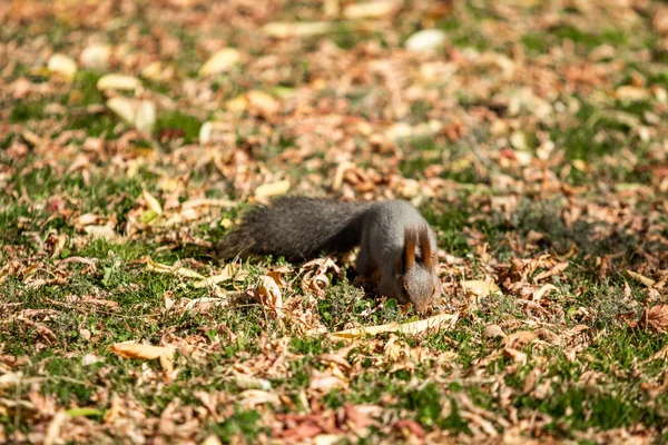 çimenlerin üzerinde sonbahar ormandaki sincap