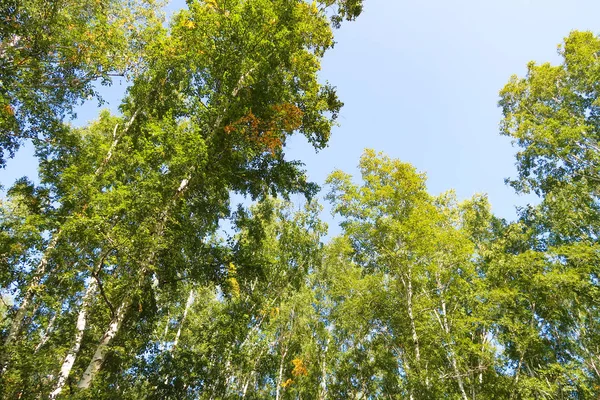 orman manzaralı aşağıdan gökyüzüne huş ağacı