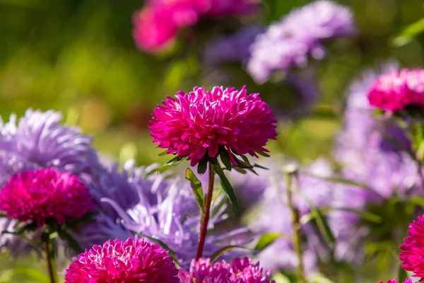 Flores Outono Brilhantes Paisagem Natureza — Fotografia de Stock