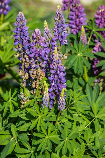 Lupinus çiçek yeşil yeşillik doğa ile parlak