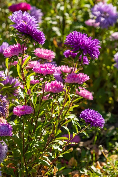 parlak sonbahar çiçek doğa manzara
