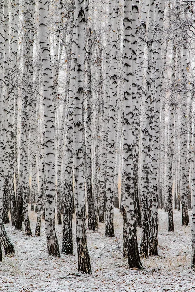 Hiver Premier Bouleau Des Neiges Paysage Forestier — Photo