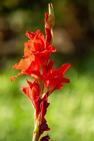 Jasny Jesień Krajobraz Natura Kwiaty — Zdjęcie stockowe