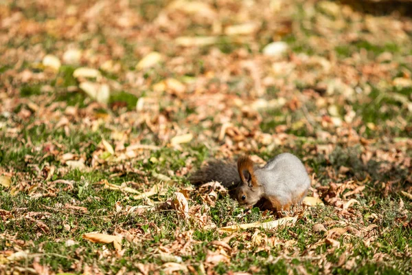 Eichhörnchen Herbstwald Auf Dem Gras — Stockfoto