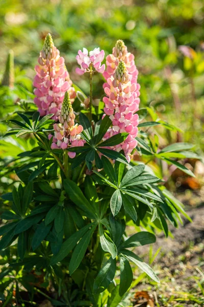 Lupinus Kwiaty Jasne Zielonych Liści Natura — Zdjęcie stockowe