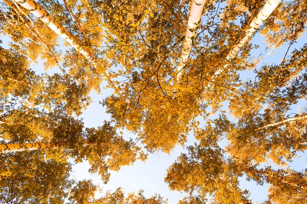 gökyüzü sonbahar arka planı sarı huş ağacı yaprakları
