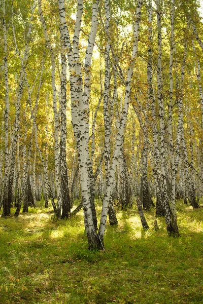 Sarı huş ağacı orman, geç sonbahar doğa manzara