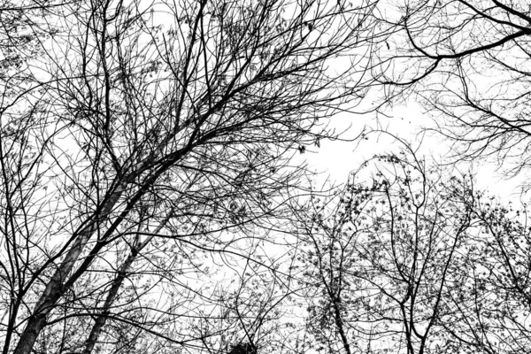 Beyaz arkaplanda ağaç dalları silueti