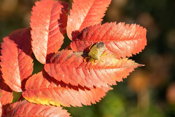 Βρώμα Bug Κόκκινα Φύλλα Φθινοπώρου — Φωτογραφία Αρχείου