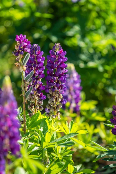 Lupinus çiçek yeşil yeşillik doğa ile parlak