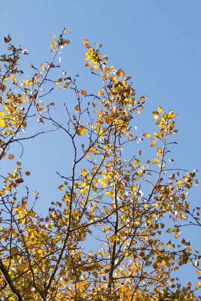 Sarı huş ağacı orman, geç sonbahar doğa manzara