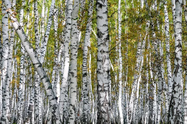 Sarı huş ağacı orman, geç sonbahar doğa manzara
