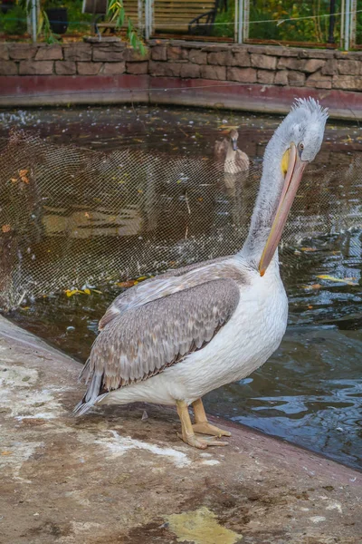 Pellicano Grigio Vicino Laghetto — Foto Stock