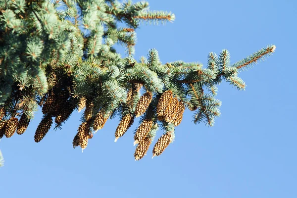 Pine Cones Blue Spruce — Stock Photo, Image