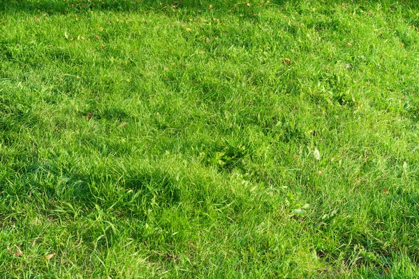 Green Grass Close Background Royalty Free Stock Photos