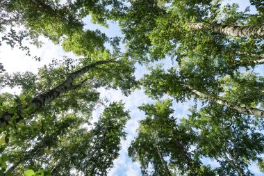orman manzaralı aşağıdan gökyüzüne huş ağacı