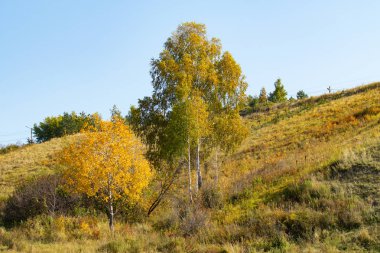 Sonbahar Orman, yaprak döken ağaçlar, peyzaj